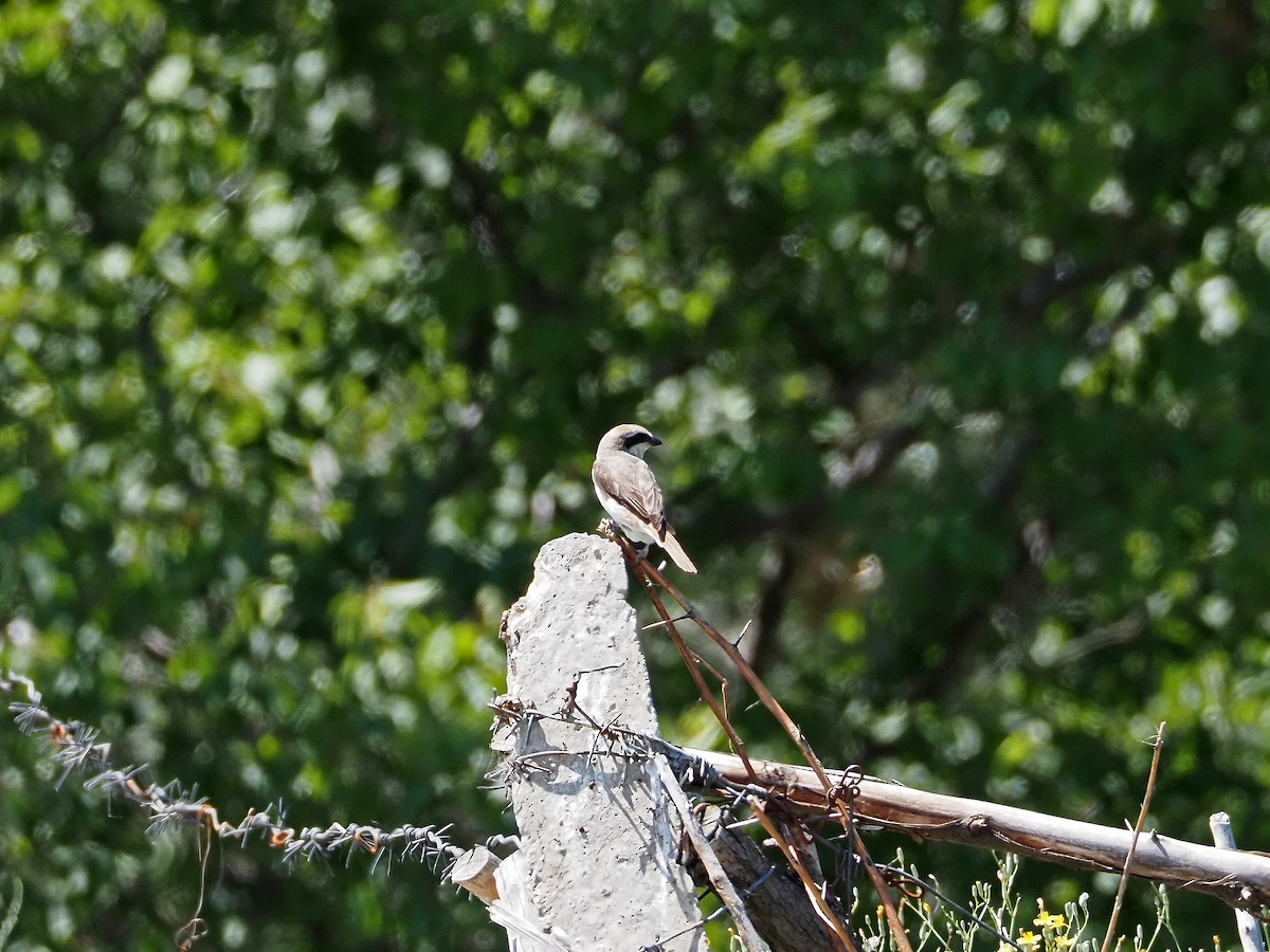 Red-tailed Shrike - ML615990405