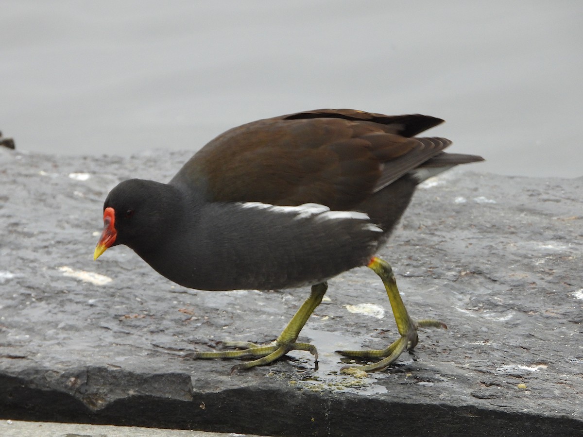 Eurasian Moorhen - ML615990408