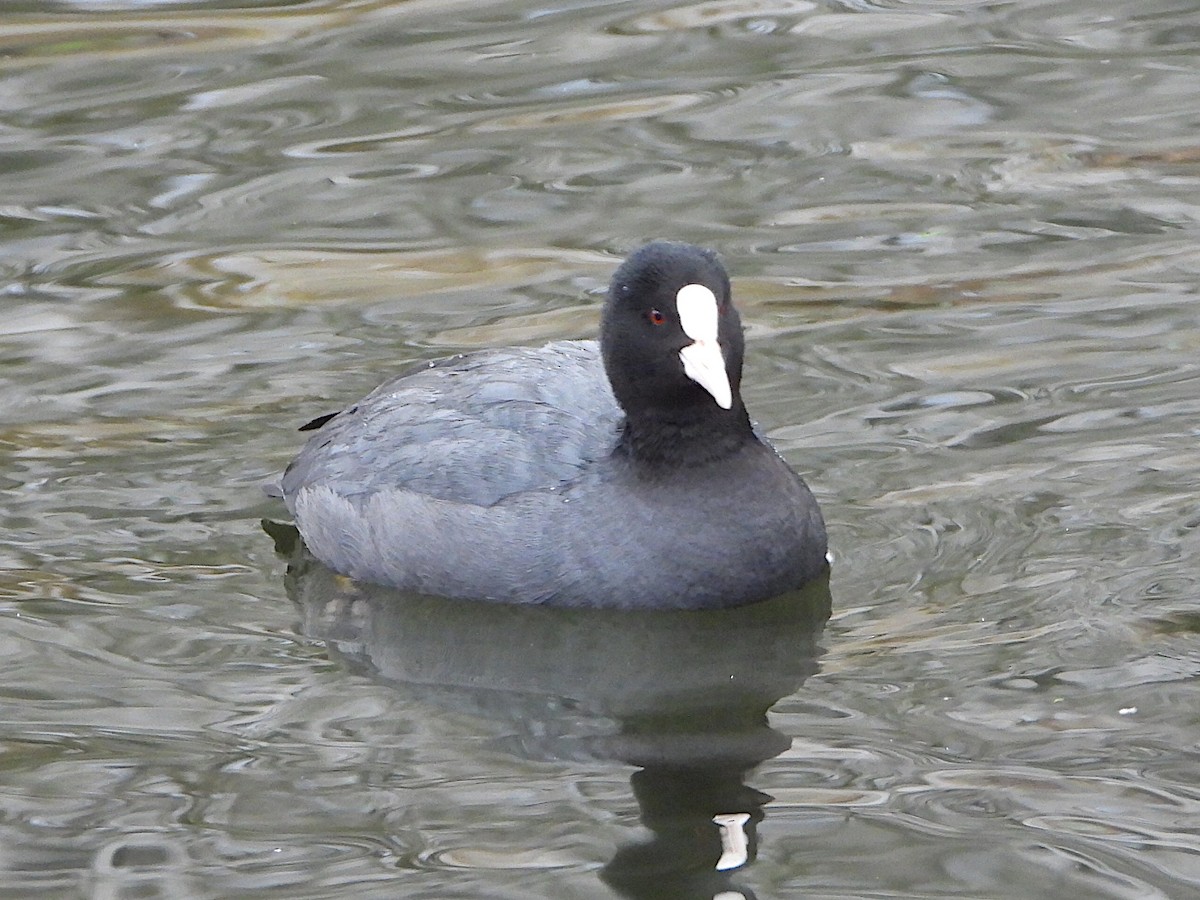 Eurasian Coot - ML615990414