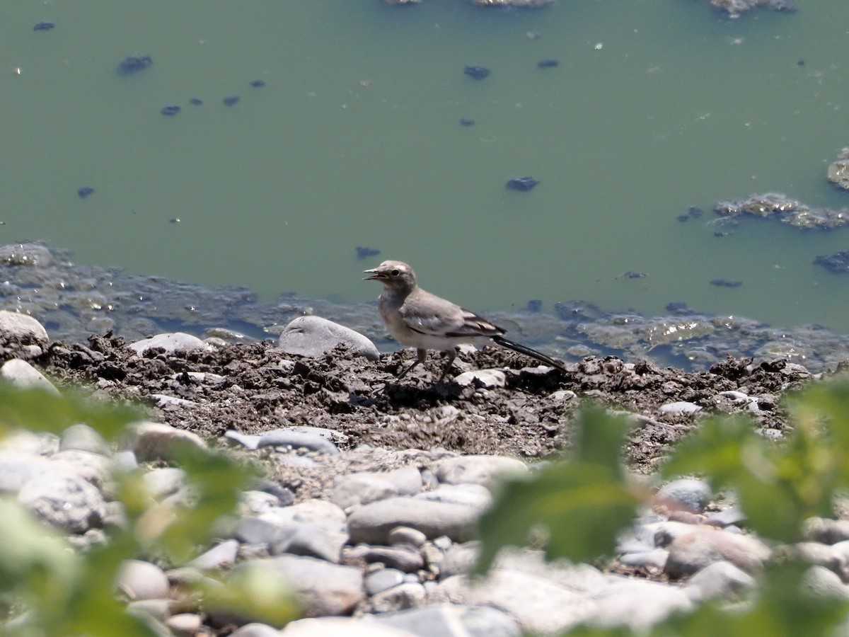 White Wagtail - ML615990425