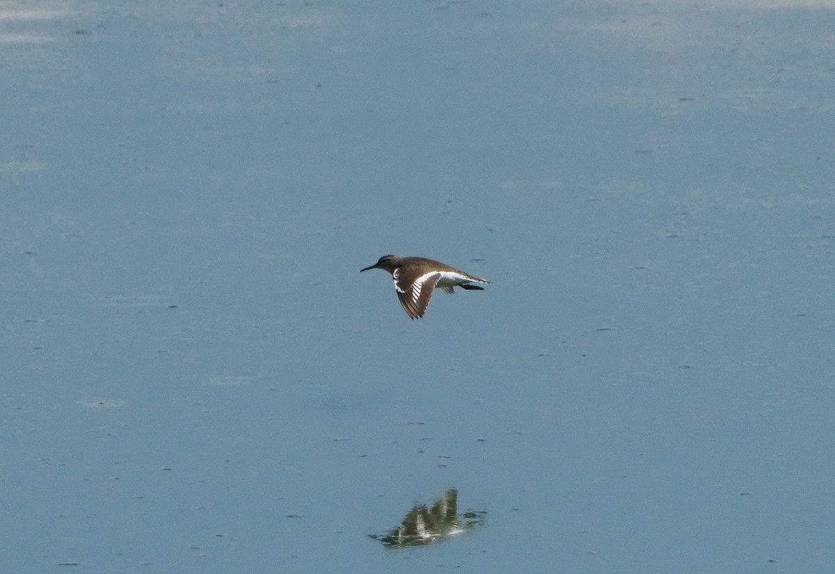 Common Sandpiper - ML615990495