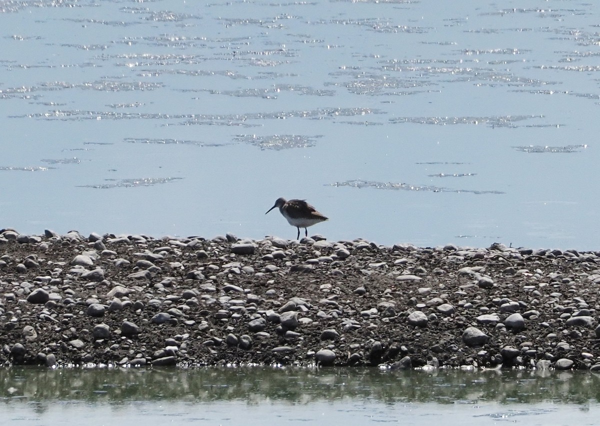 Green Sandpiper - ML615990521