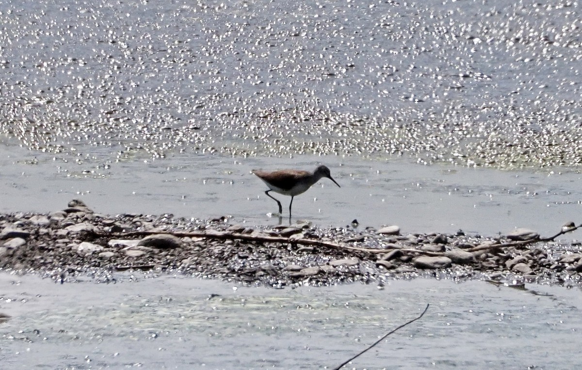 Green Sandpiper - ML615990522