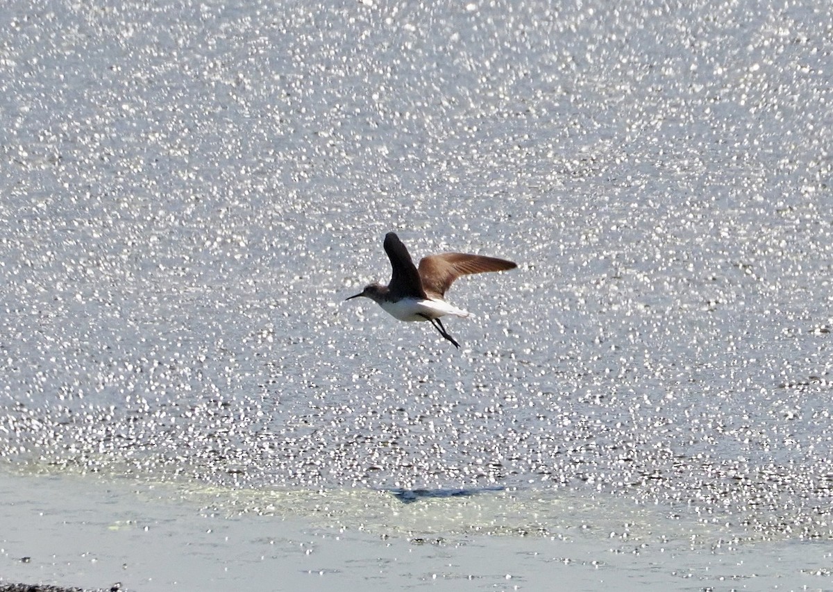 Green Sandpiper - ML615990523