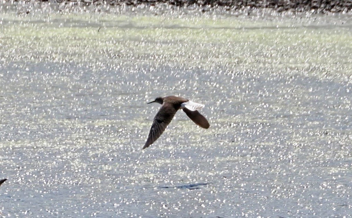 Green Sandpiper - ML615990524