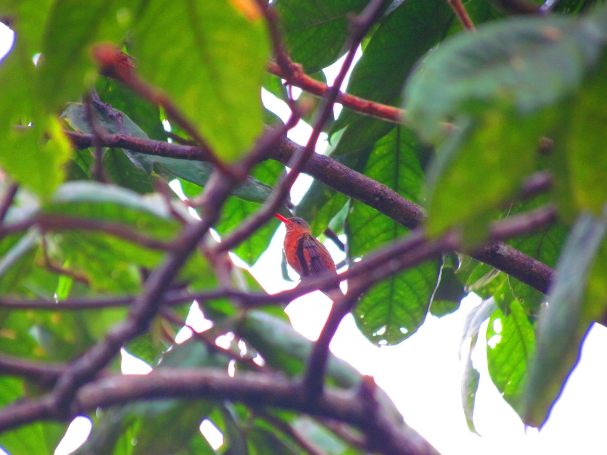 Cinnamon Hummingbird - ML615990533