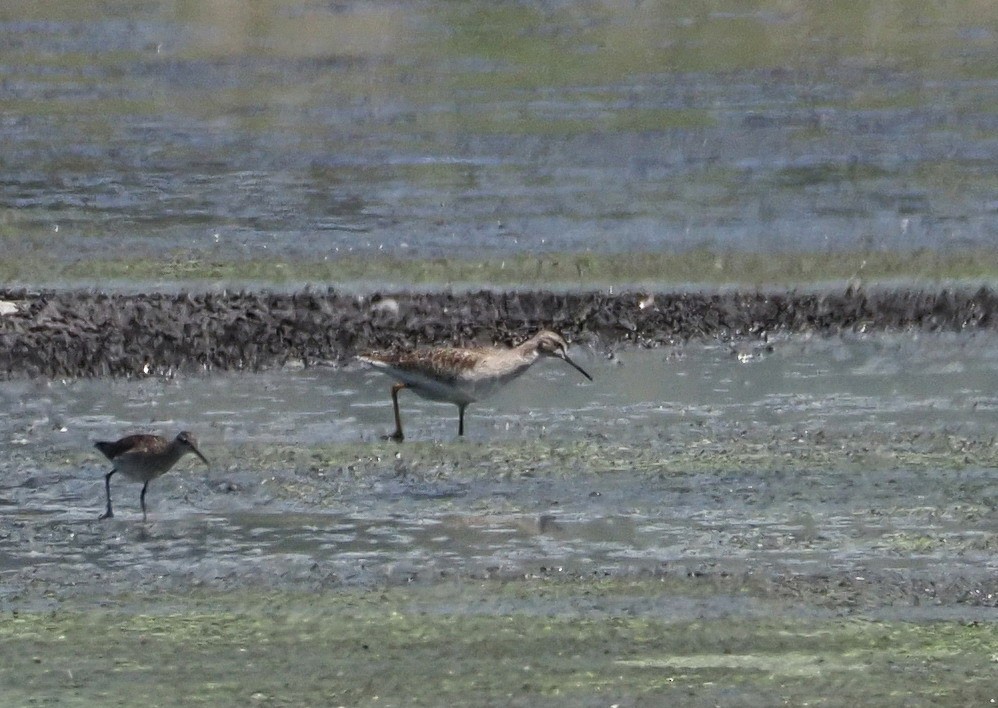 Common Redshank - ML615990547