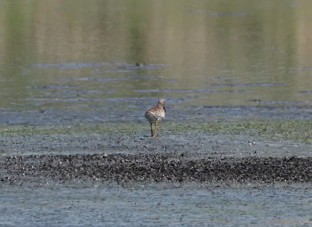 Common Redshank - ML615990548