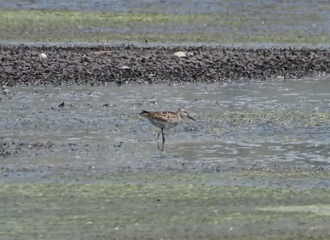 Common Redshank - ML615990550