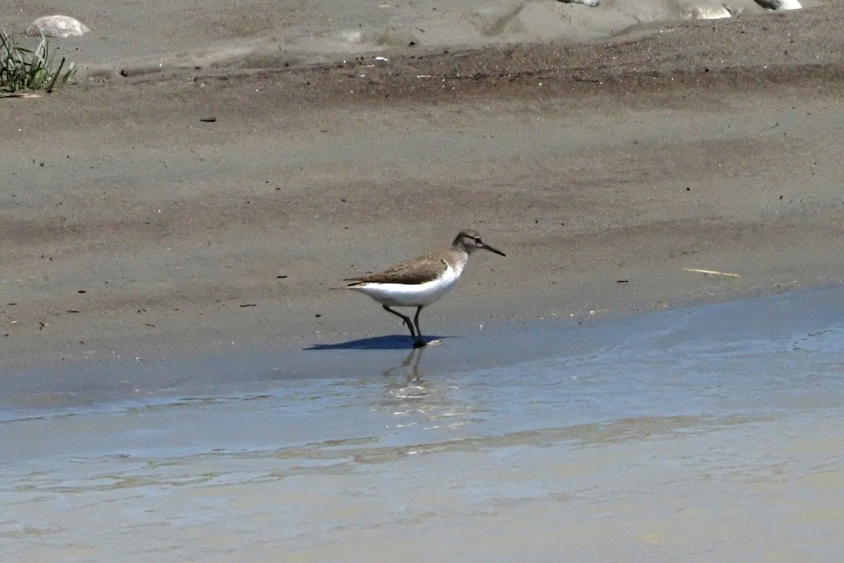 Green Sandpiper - ML615990556