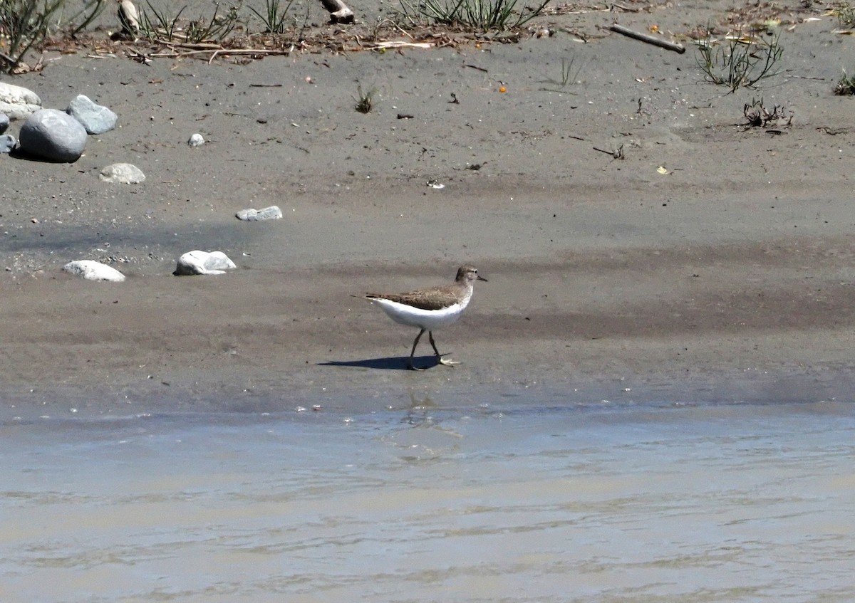 Green Sandpiper - ML615990557