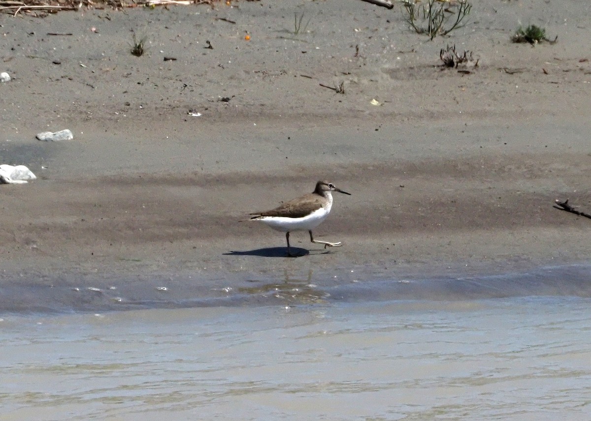 Green Sandpiper - ML615990558