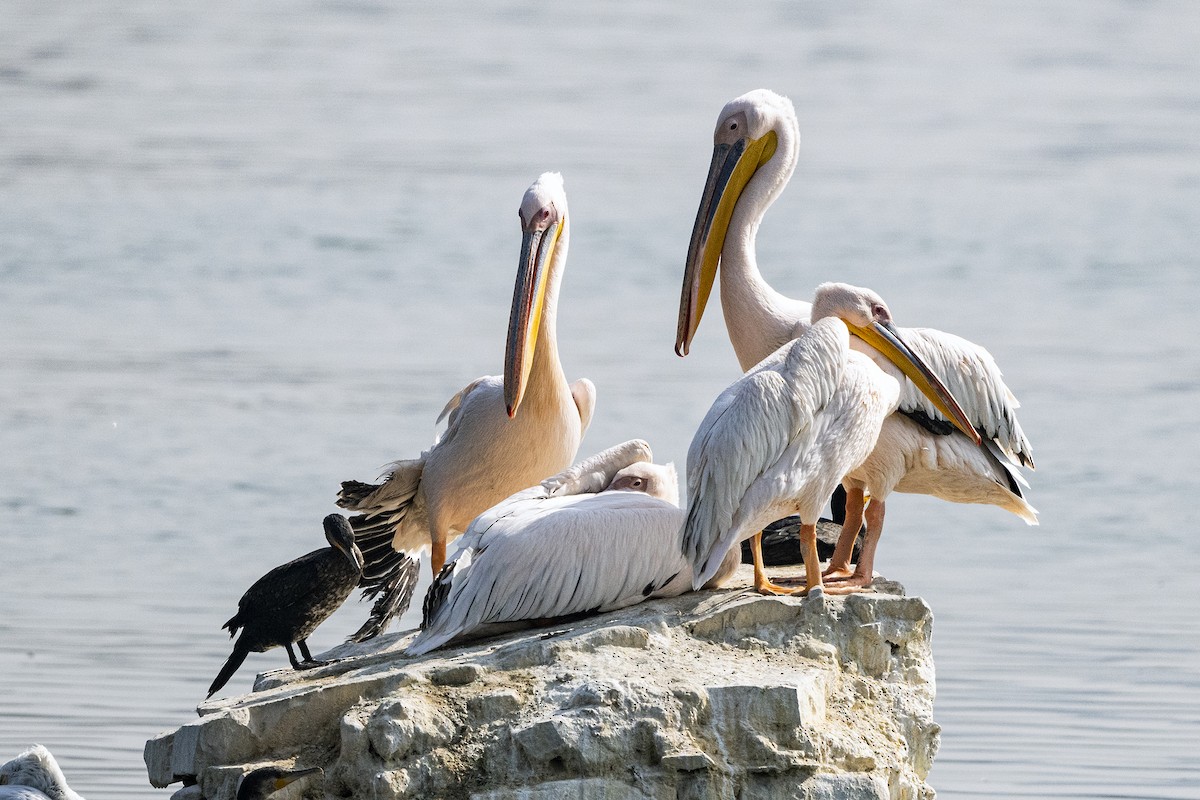 pelikán bílý - ML615990568