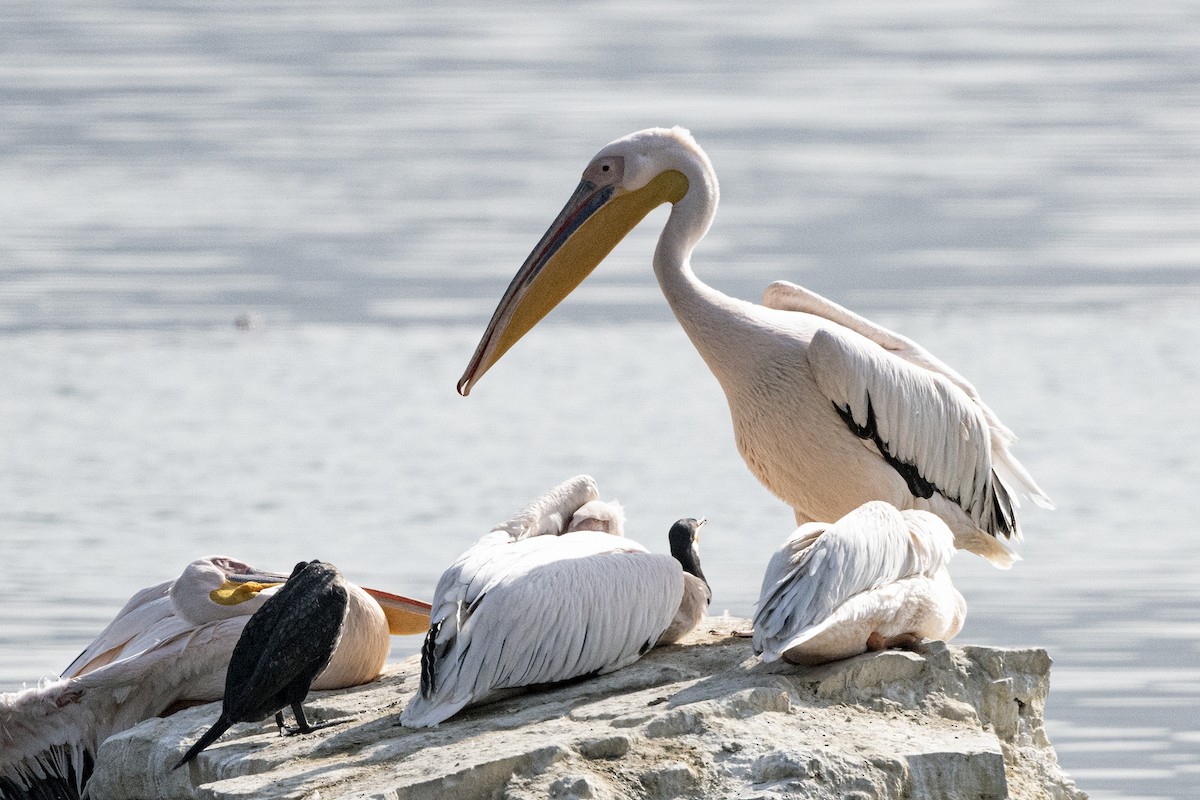 Great White Pelican - ML615990569