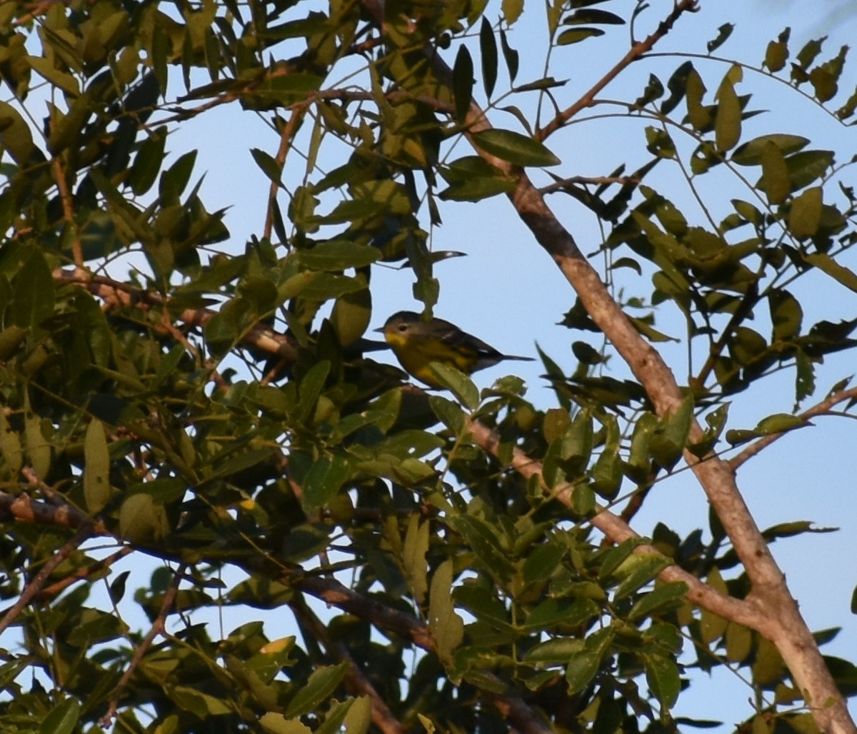 Magnolia Warbler - ML615990640