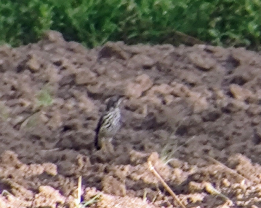 Groundscraper Thrush - André Kamphuis