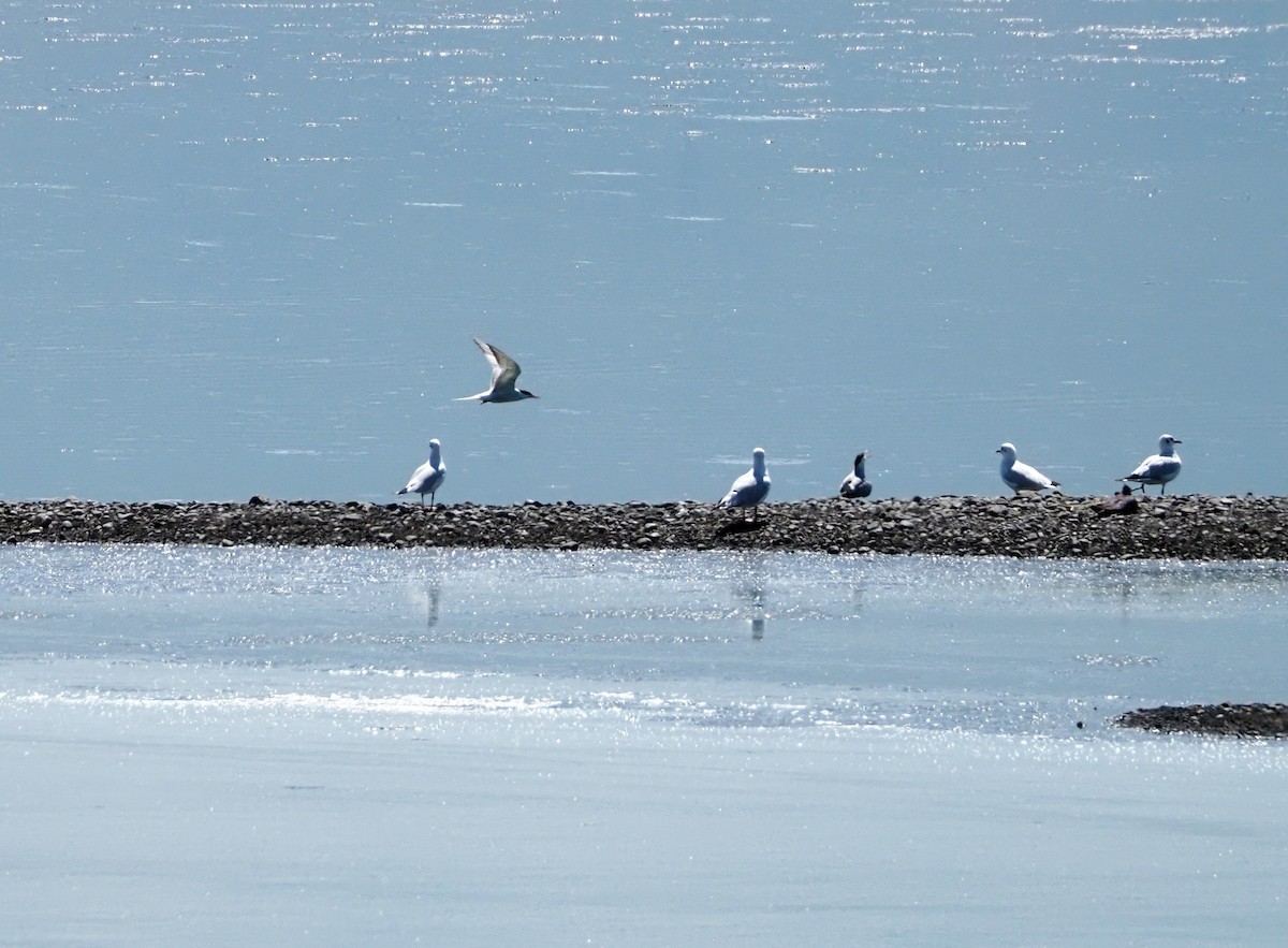 Black-headed Gull - ML615990687