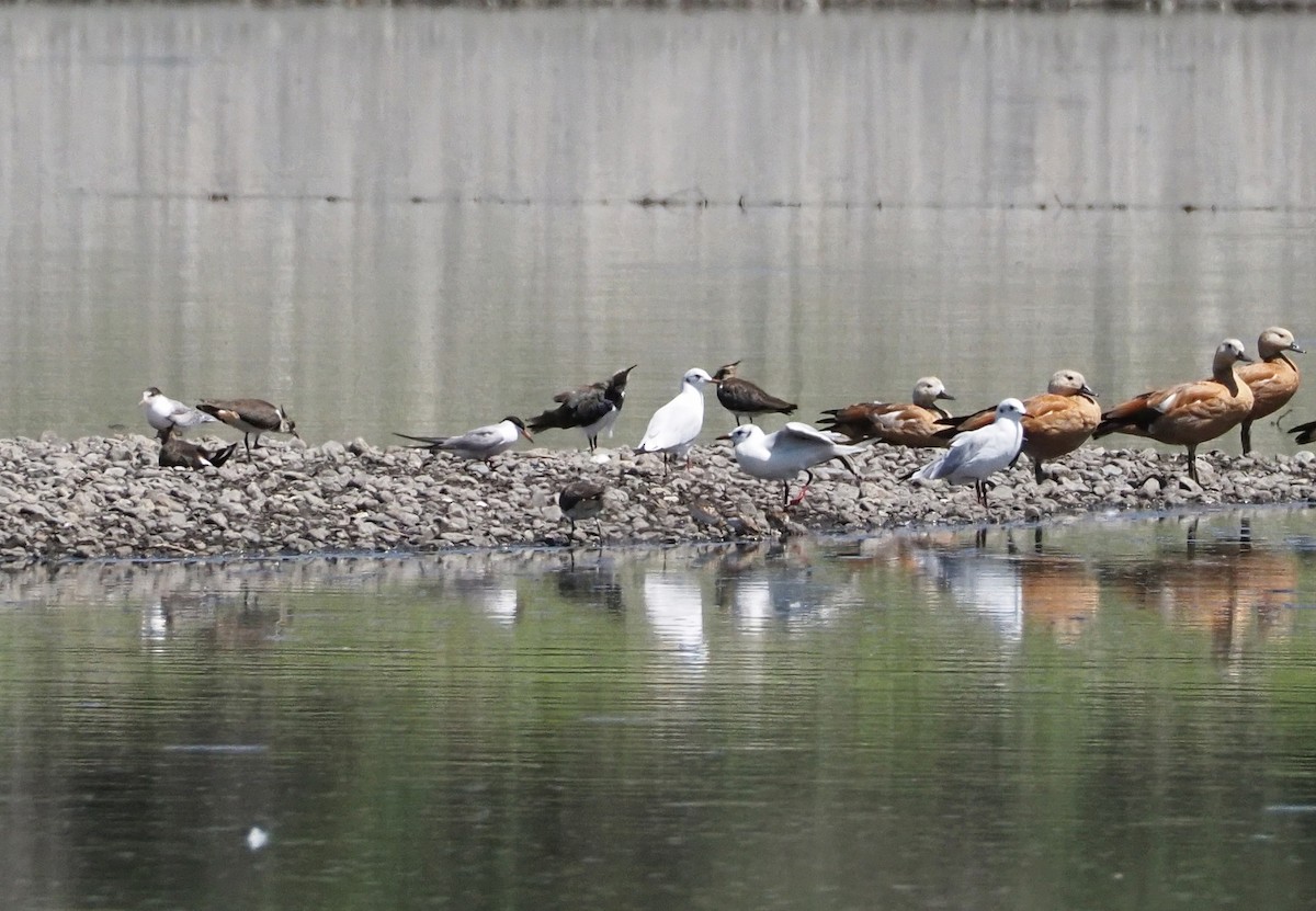 Black-headed Gull - ML615990688