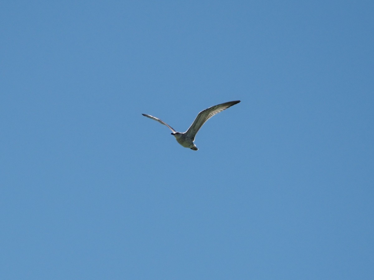 Caspian Gull - ML615990695