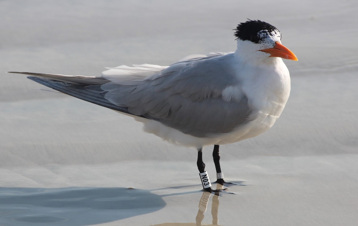 Royal Tern - ML615990745