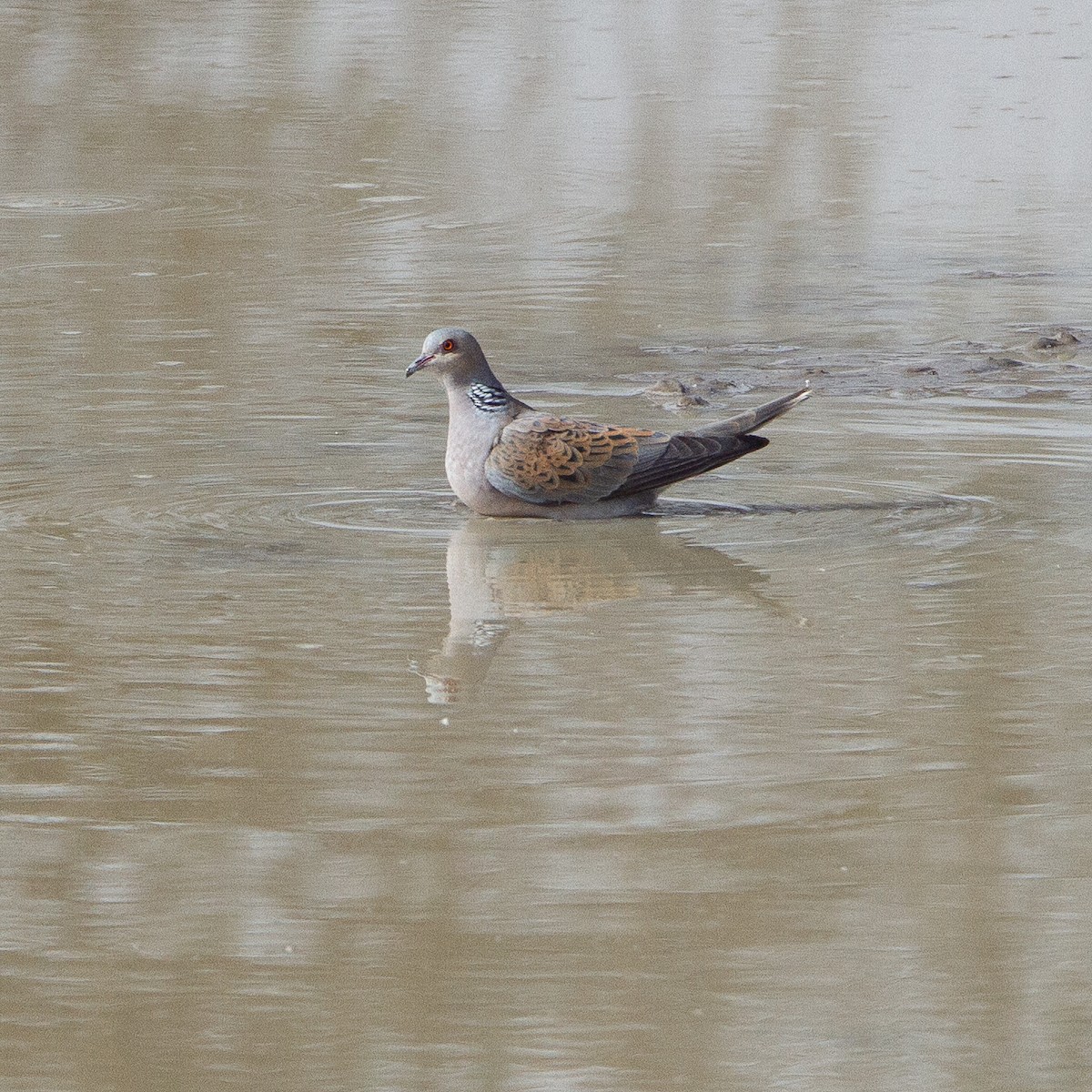 European Turtle-Dove - ML615990770