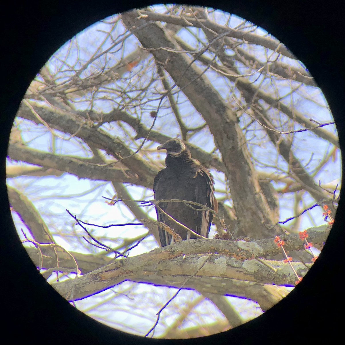 Black Vulture - ML615990773