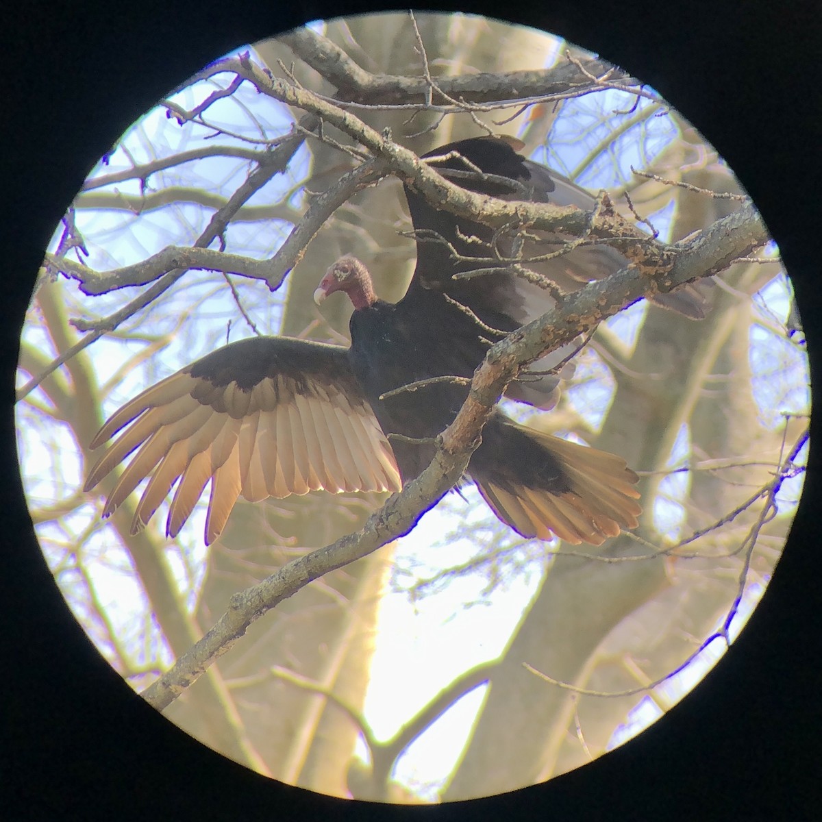 Turkey Vulture - ML615990774