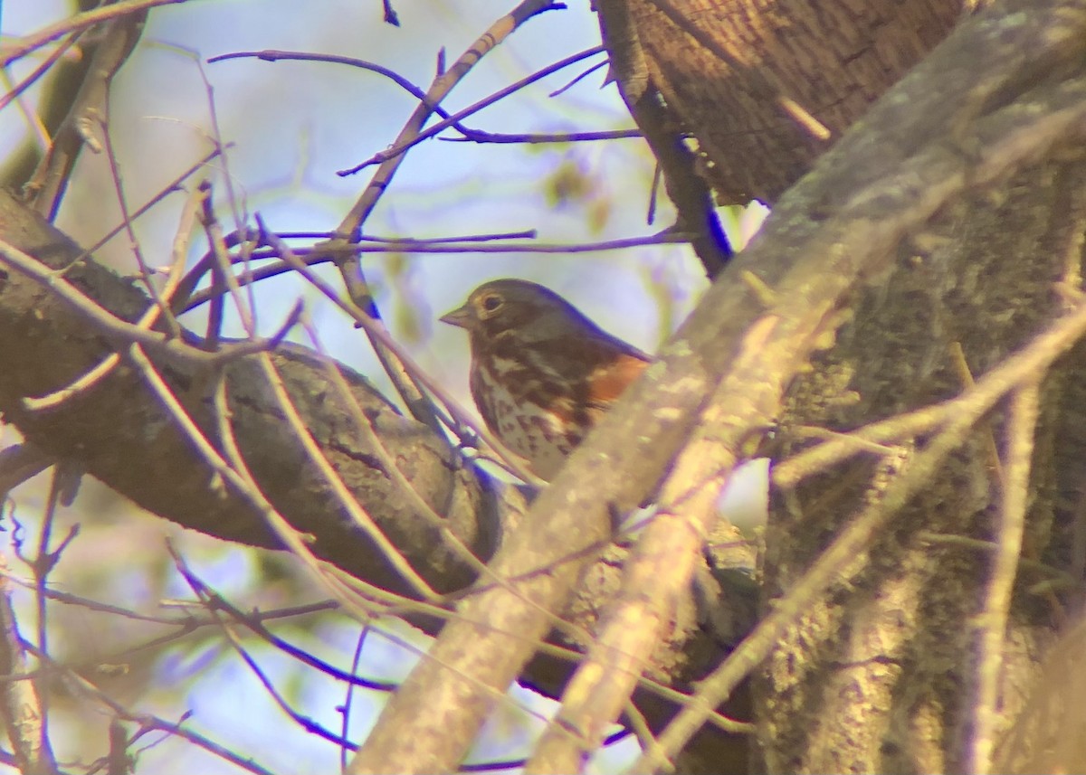 Fox Sparrow - ML615990778