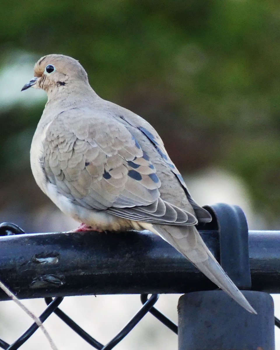 Mourning Dove - ML615990809