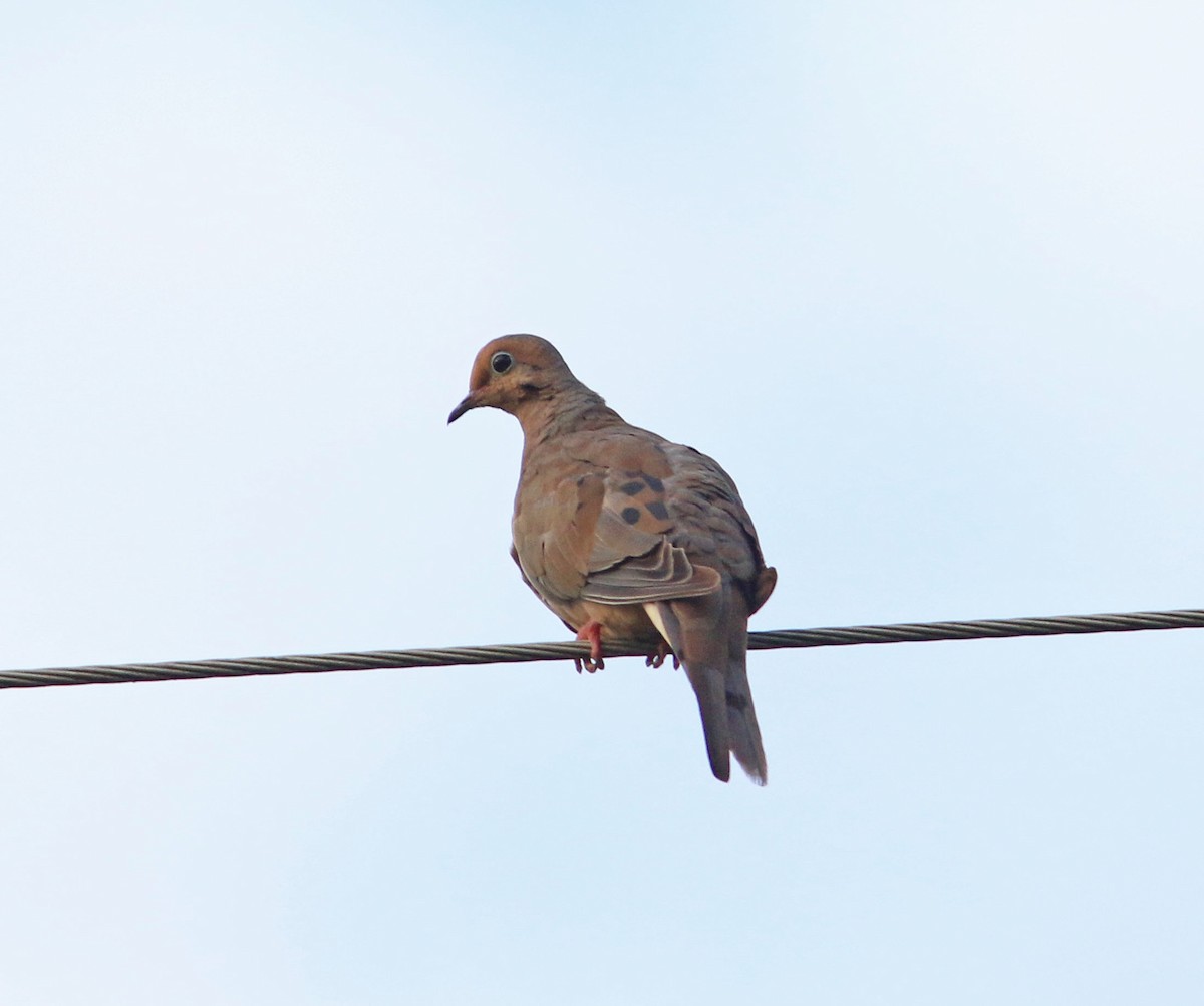 Mourning Dove - Beth Poole