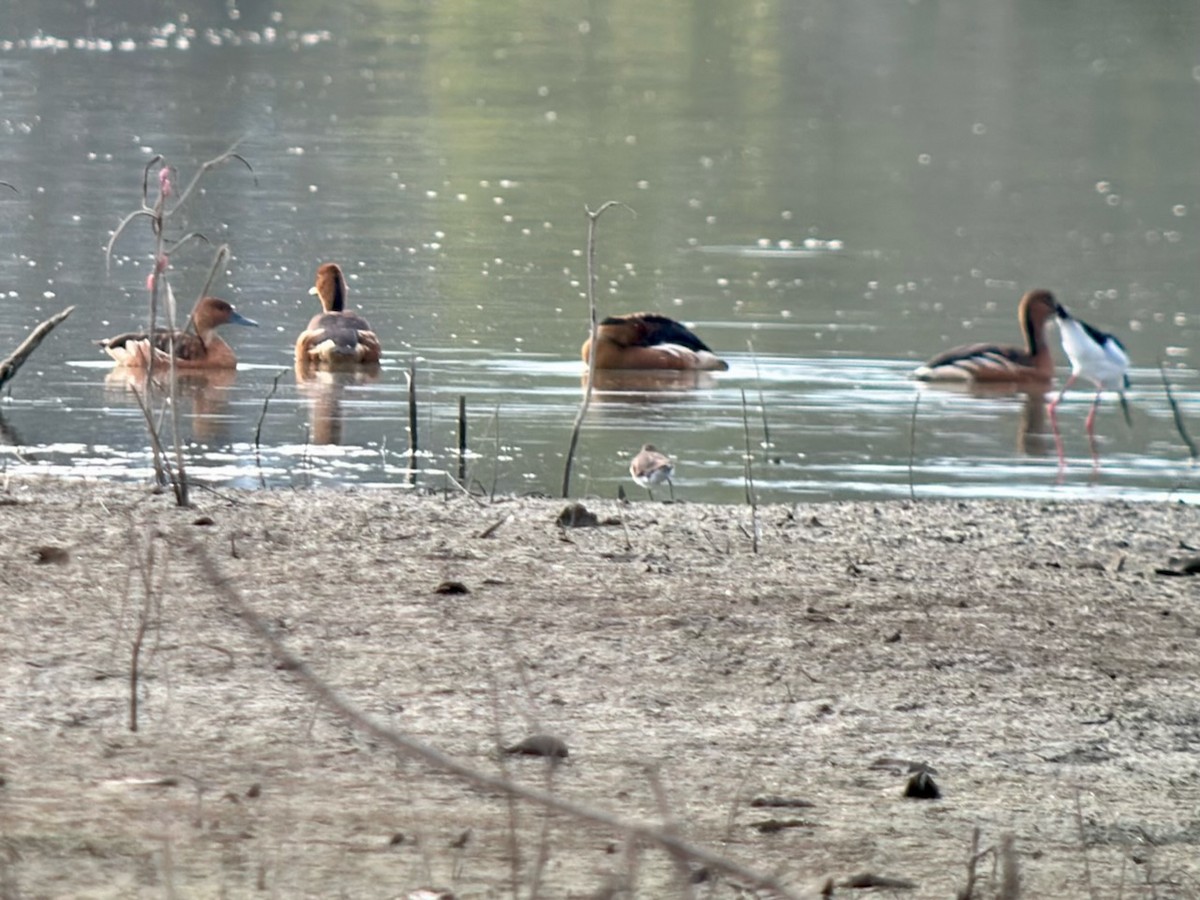 Fulvous Whistling-Duck - ML615990823