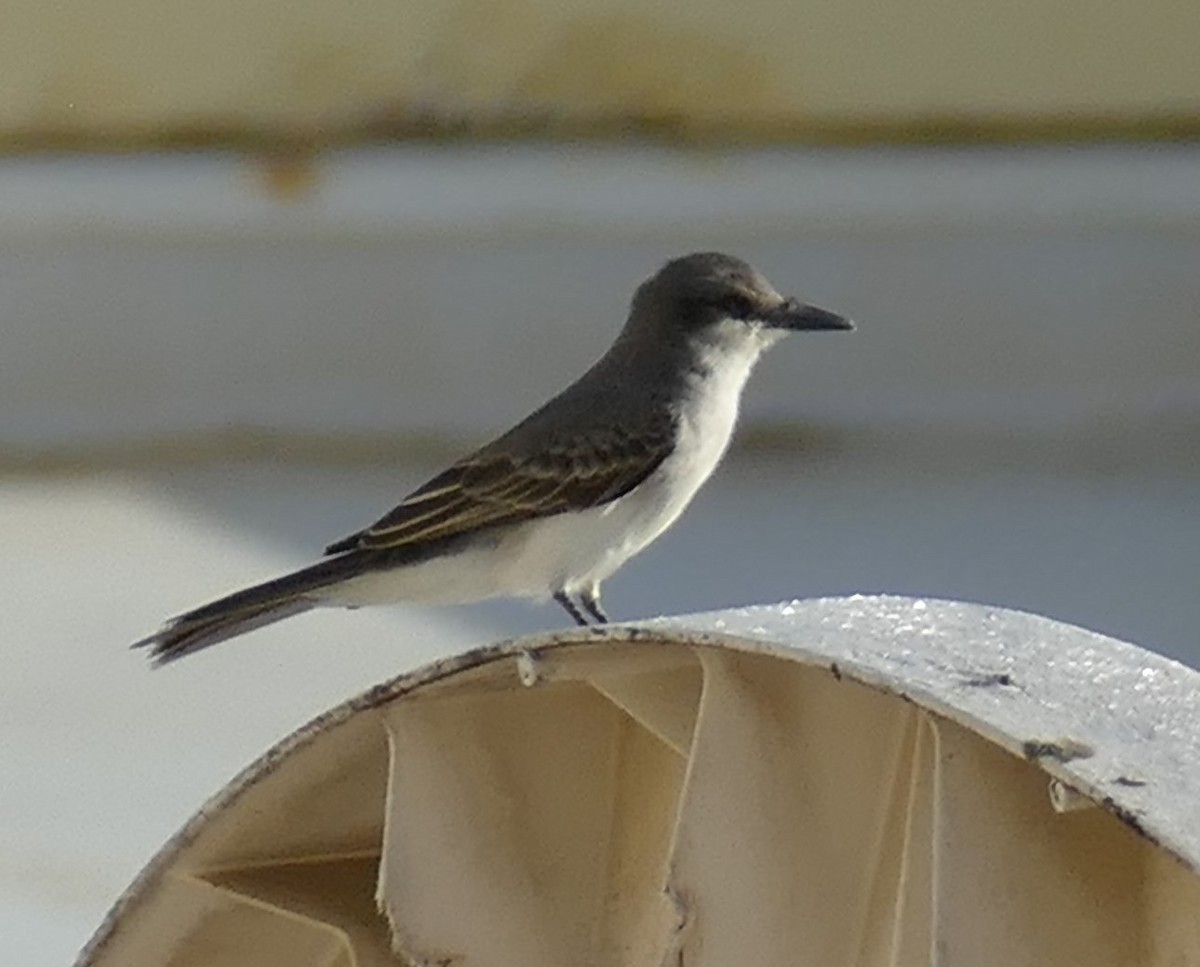 Gray Kingbird - Gordon Saunders