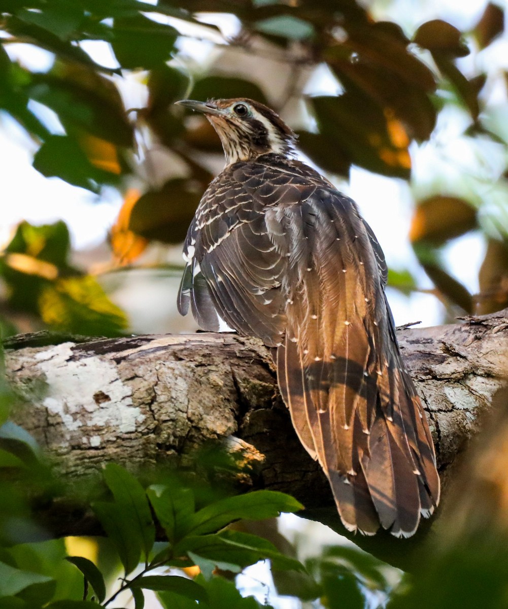 Pheasant Cuckoo - Isaias Morataya