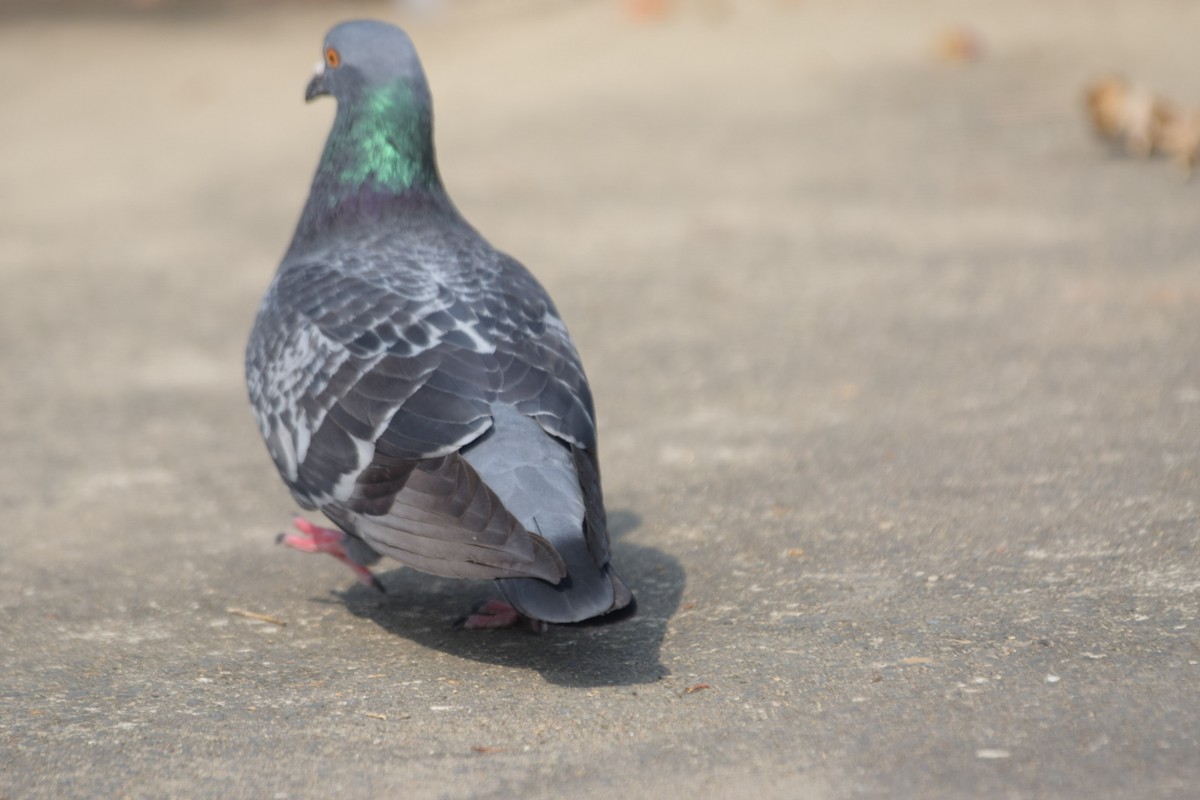 Rock Pigeon (Feral Pigeon) - ML615990875