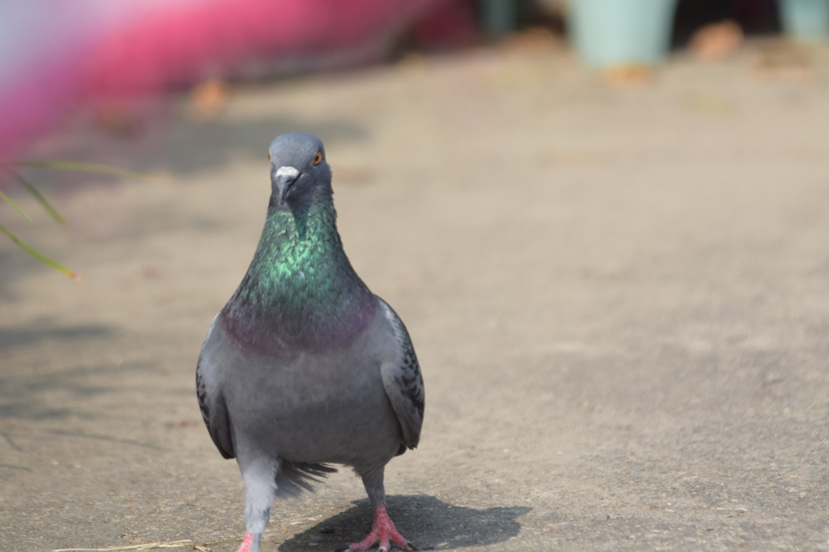 Rock Pigeon (Feral Pigeon) - ML615990877