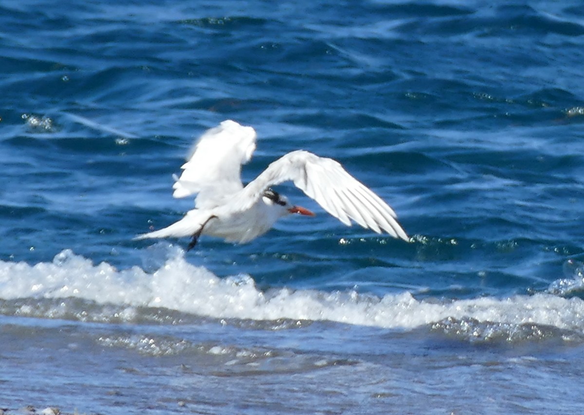 Royal Tern - ML615990880