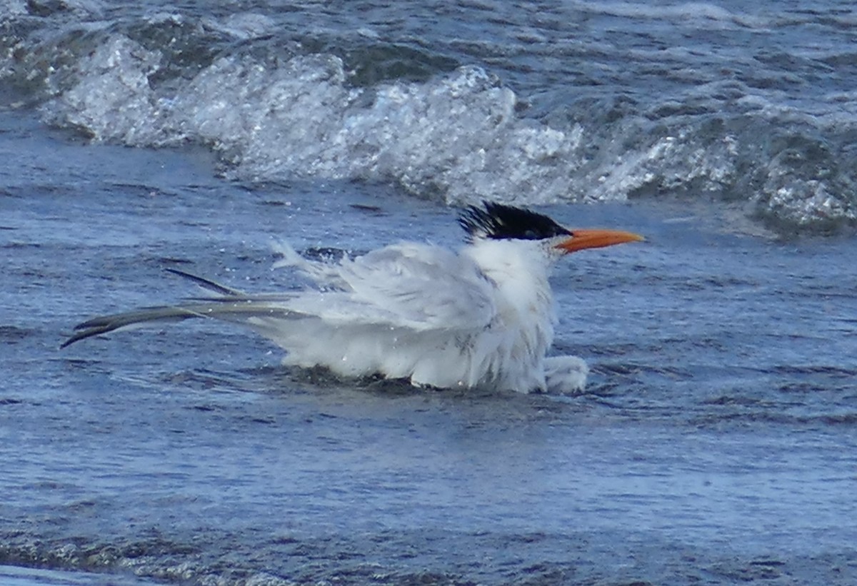 Royal Tern - ML615990884