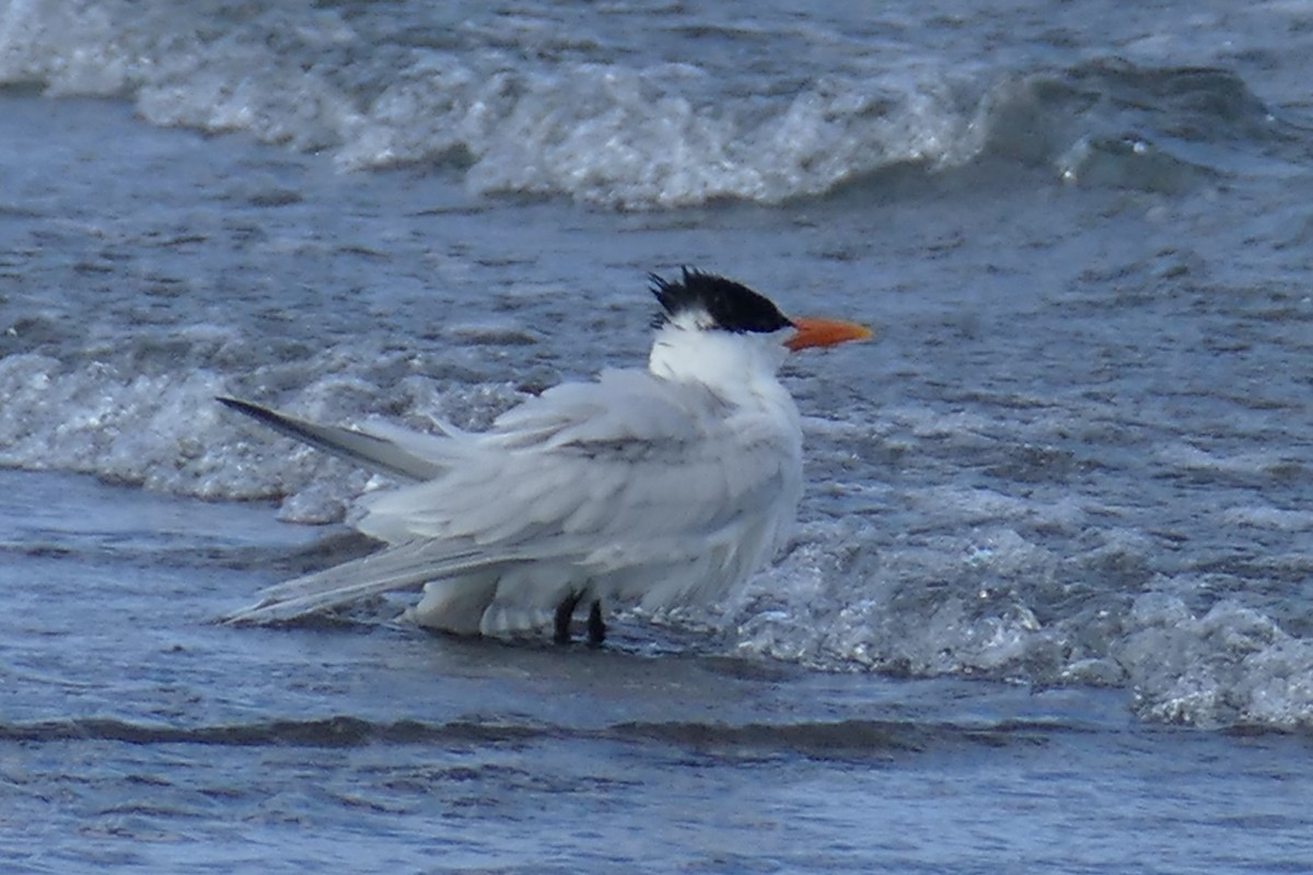 Royal Tern - Gordon Saunders