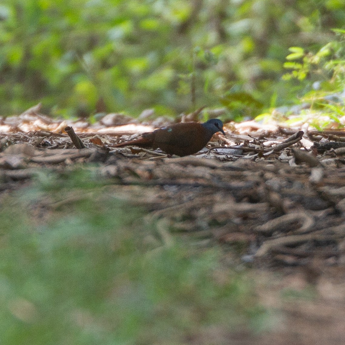 Blue-headed Wood-Dove - ML615990895