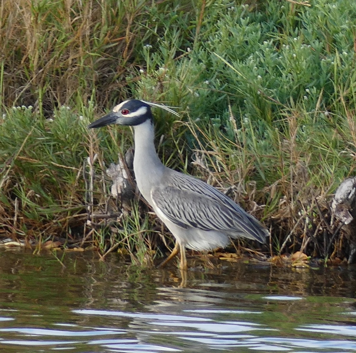 Yellow-crowned Night Heron - Gordon Saunders