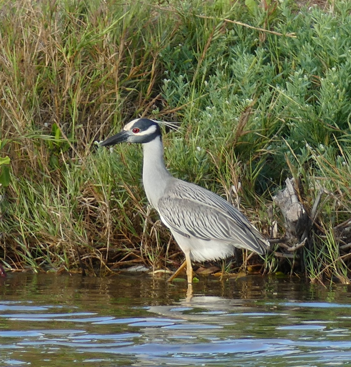 Yellow-crowned Night Heron - ML615990967