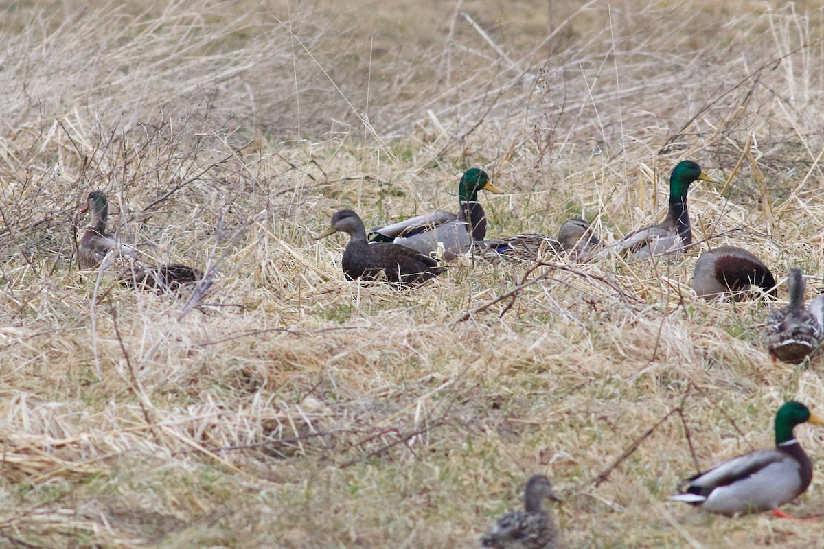 American Black Duck - George Forsyth