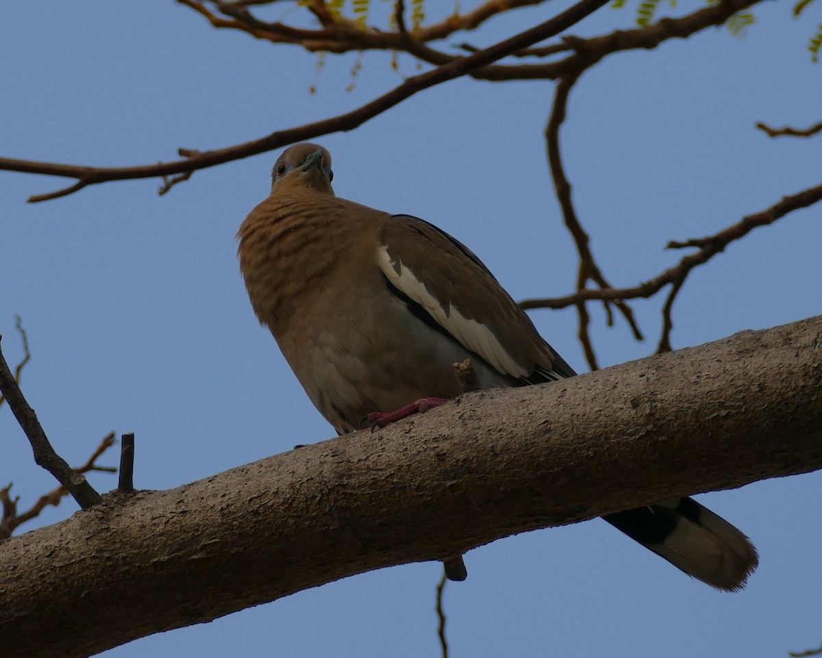 White-winged Dove - ML615991044