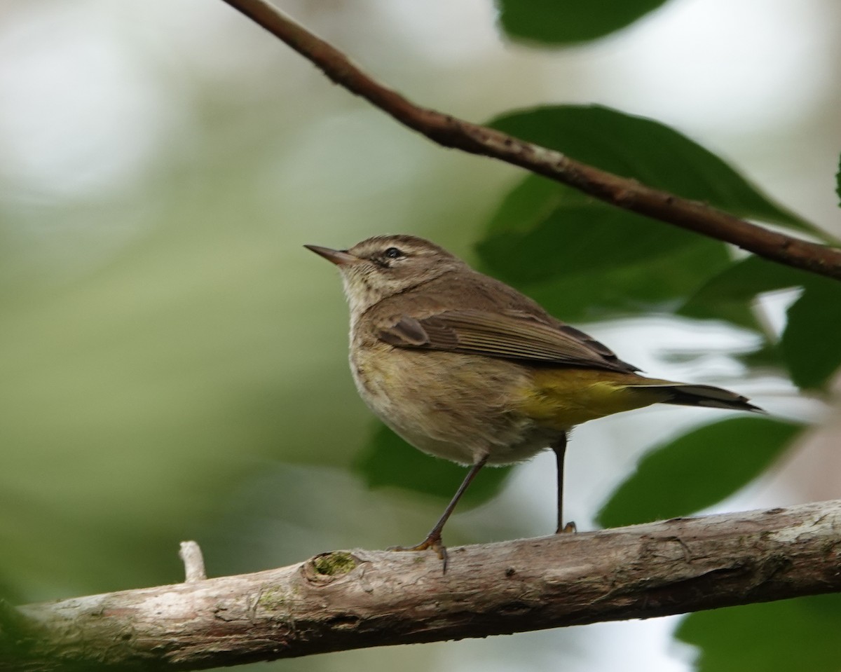 Palm Warbler - ML615991072