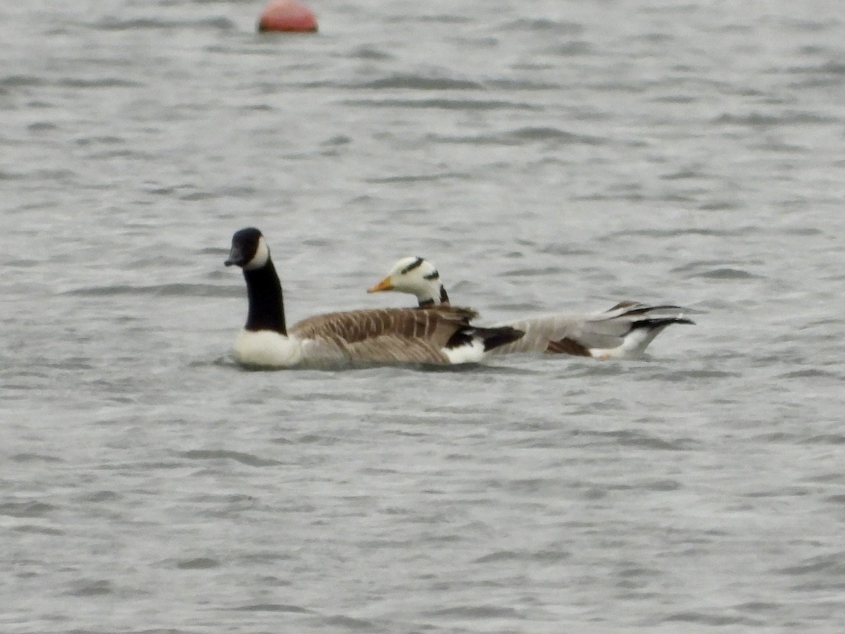 Bar-headed Goose - ML615991081