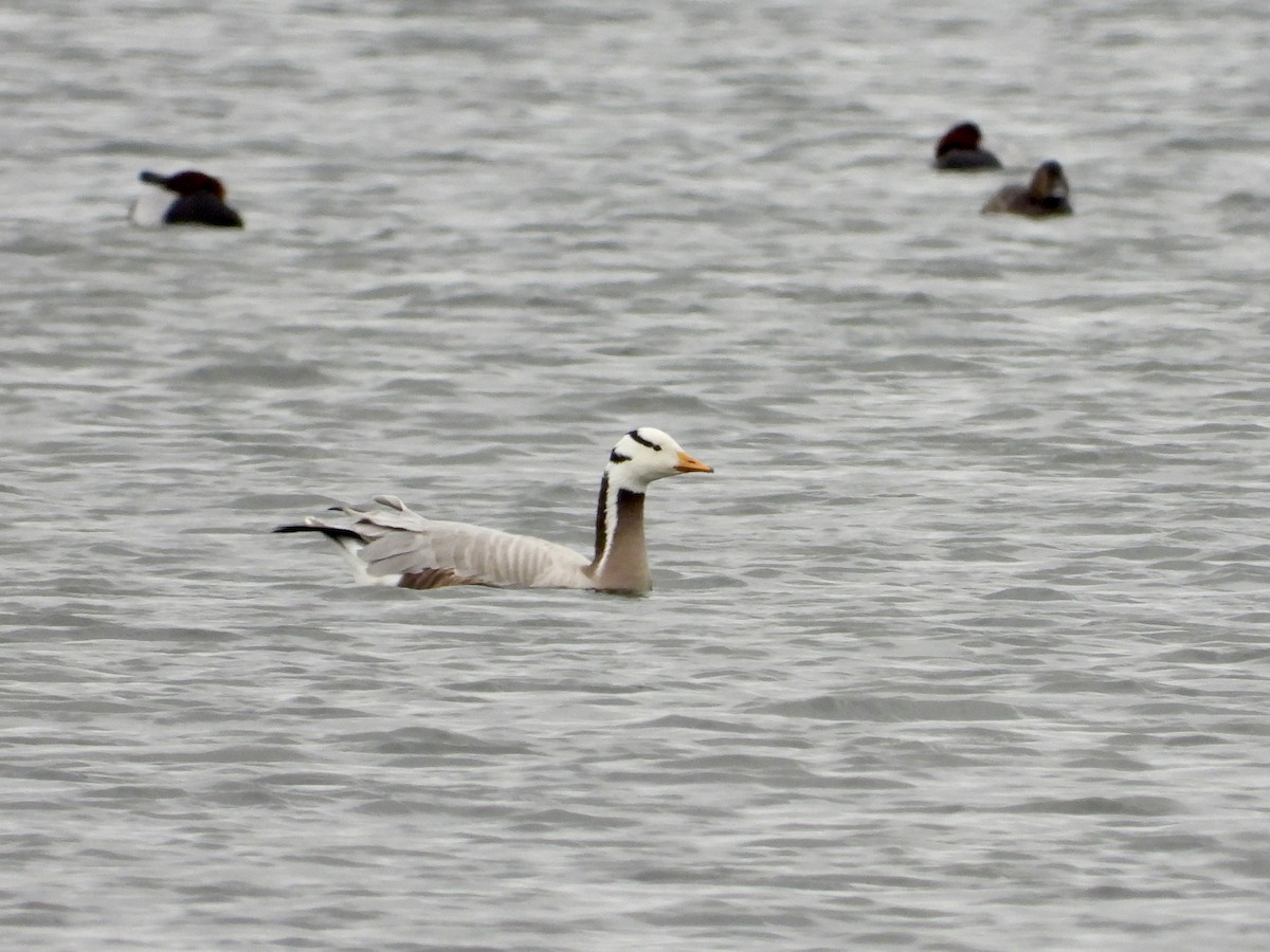 Bar-headed Goose - ML615991085