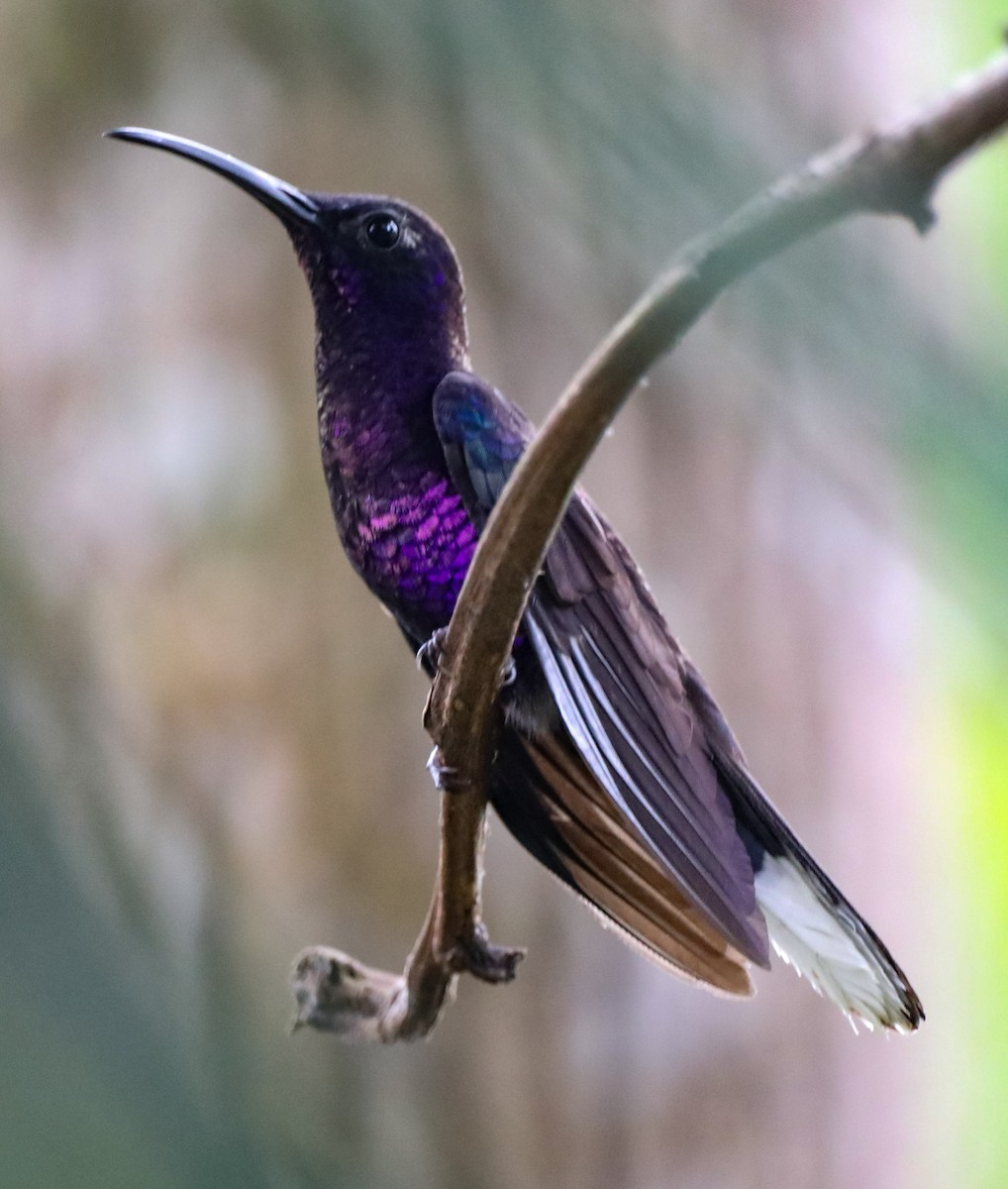 kolibřík fialkový - ML615991123