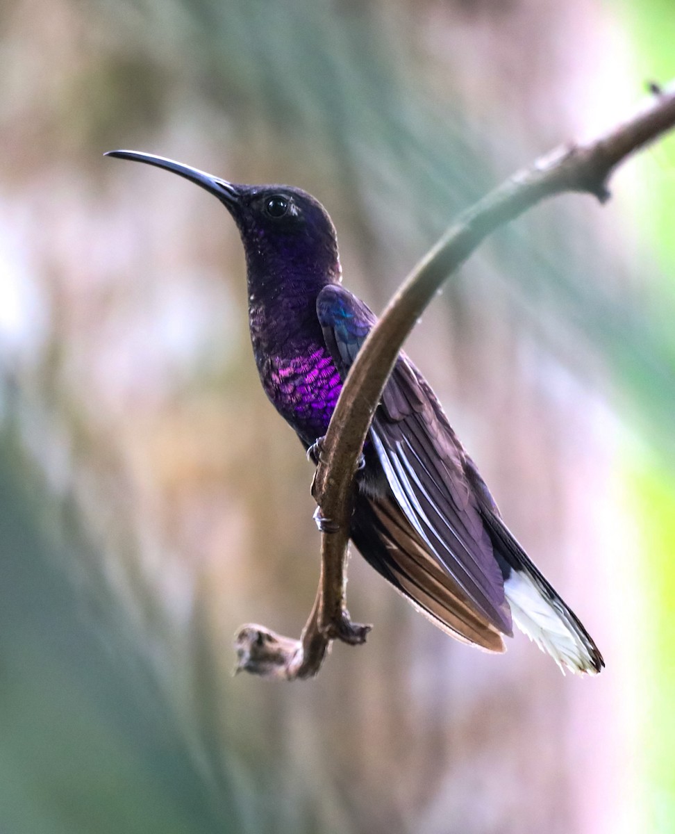 kolibřík fialkový - ML615991124