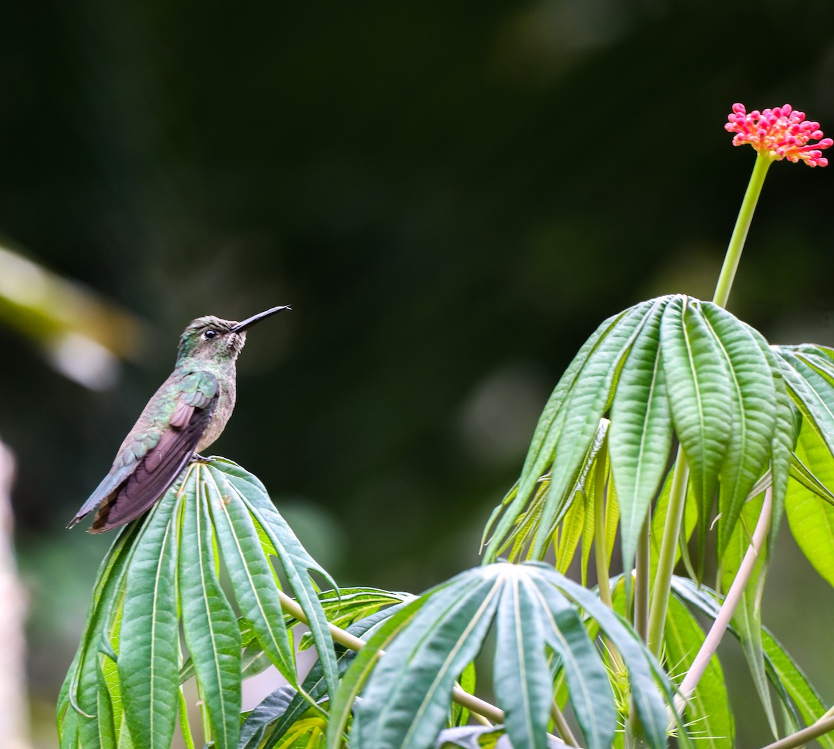 Colibrí de Cuvier - ML615991151