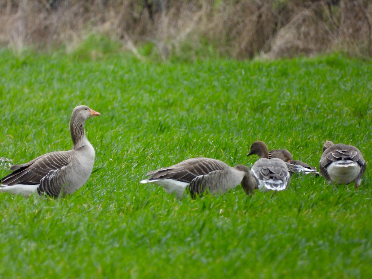 Pink-footed Goose - ML615991157